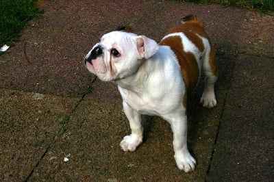 Lee des orchidees blanches - bulldog