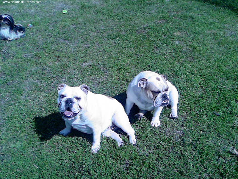 Lee des orchidees blanches - bulldog anglais