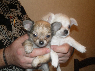 bébés chihuahua